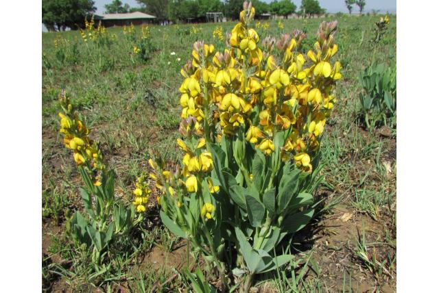 Robuuste argyrolobium
