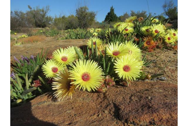 Pillan's cephalophyllum