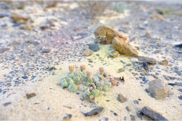 Cheiridopsis verrucosa -18413