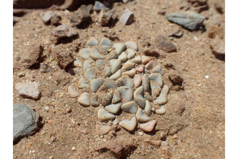 Crassula mesembryanthemopsis 18414