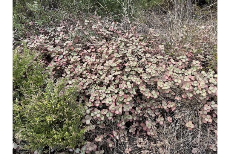 Crassula multicava 18415
