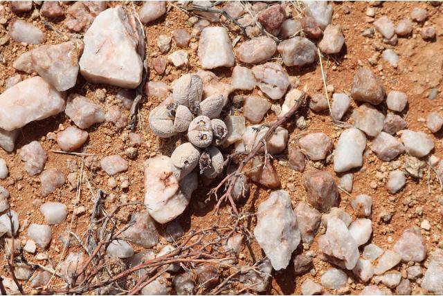 Wilmot's dinteranthus Wilmot's dinteranthus