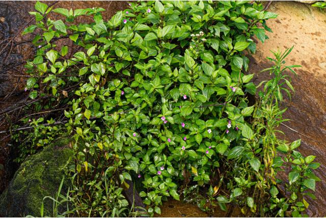 Bos impatiens