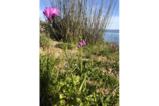 Paarsroze avondbloem Paarsroze avondbloem