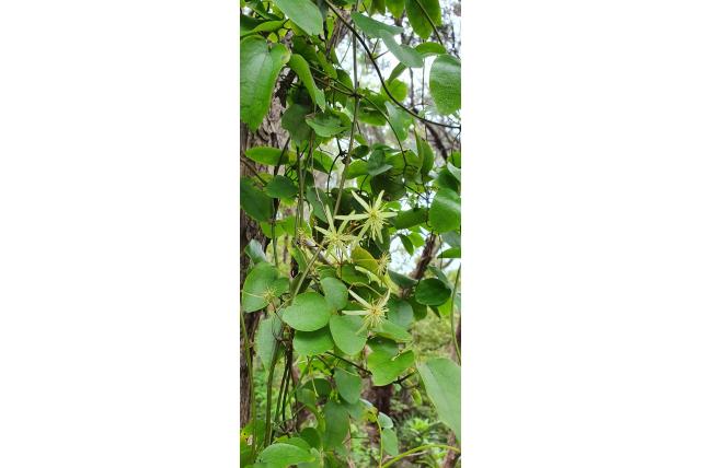 Cunningham's Clematis