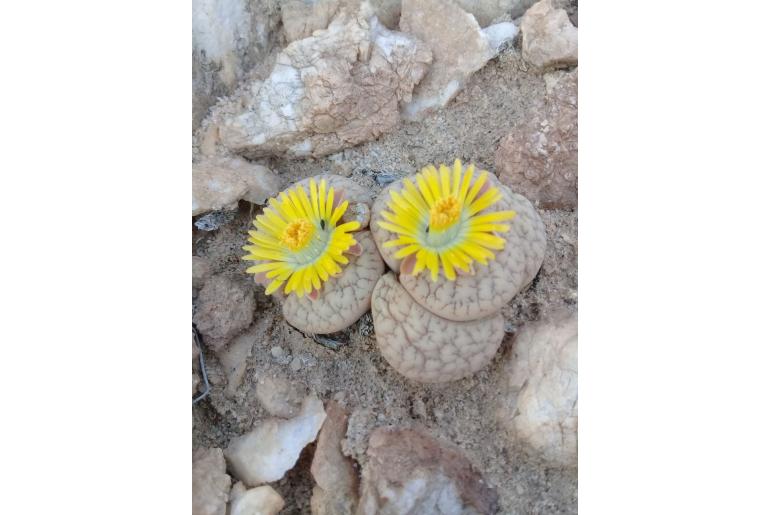 Lithops gracilidelineata -18423