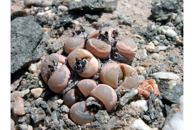 Lithops optica -18424