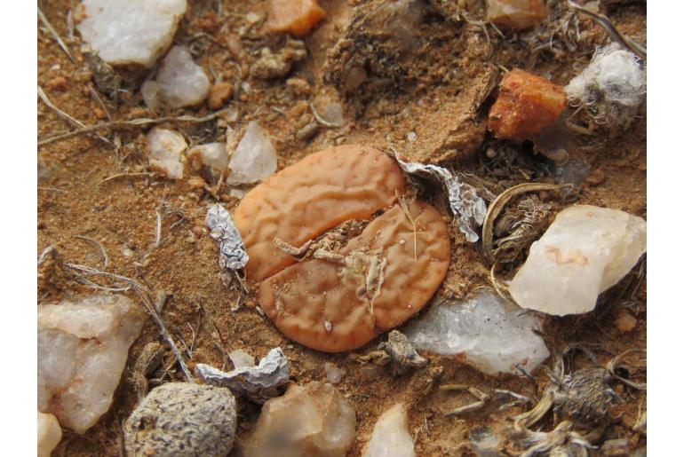 Lithops pseudotruncatella -18426