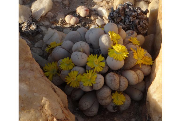 Lithops ruschiorum -18428