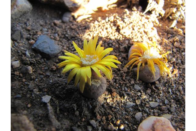 Lokale levende steentjes Lokale levende steentjes