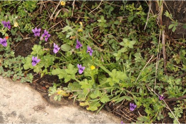Eenvoudige monopsis