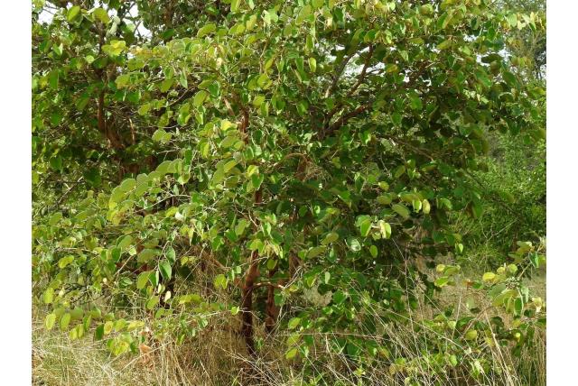 Thonning's bauhinia