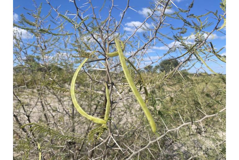 Vachellia arenaria -18453