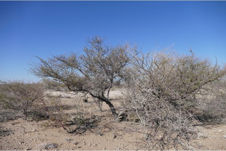 Vachellia reficiens -18454