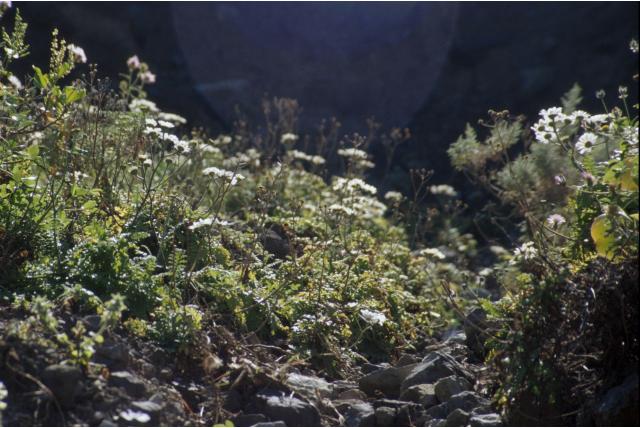 Teruggerolde gonospermum Teruggerolde gonospermum