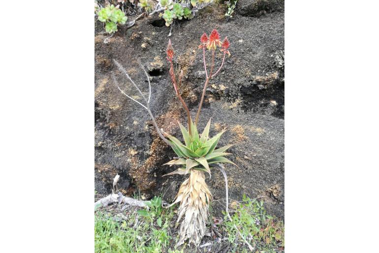 Aloe brachystachys -18464