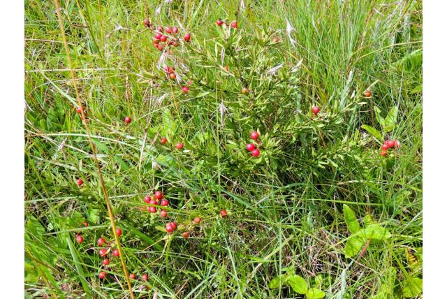 Enkele bloem gymnosporia