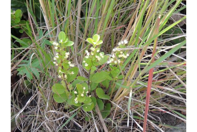 Van Wyks gymnosporia