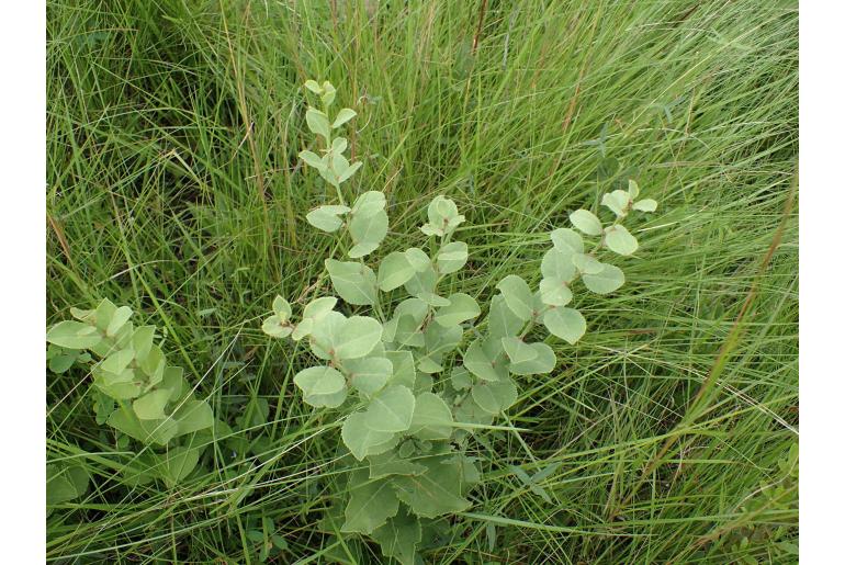 Gymnosporia woodii&nbsp;18479