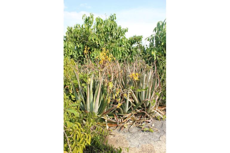 Aloe labworana&nbsp;18481