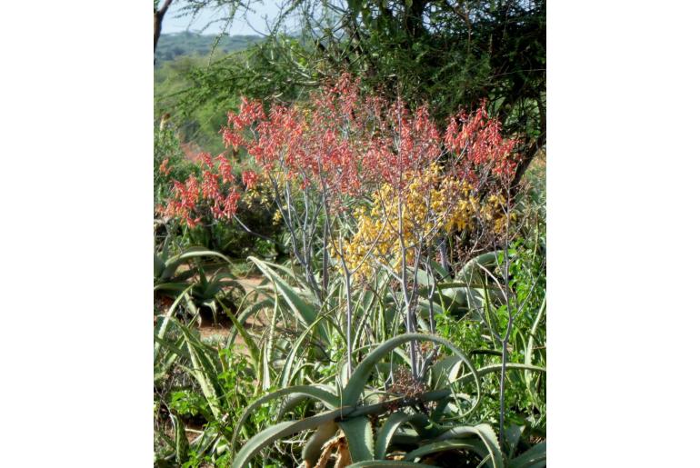 Aloe megalacantha -18487