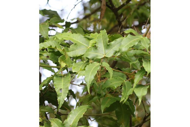 Acer calcaratum&nbsp;18489