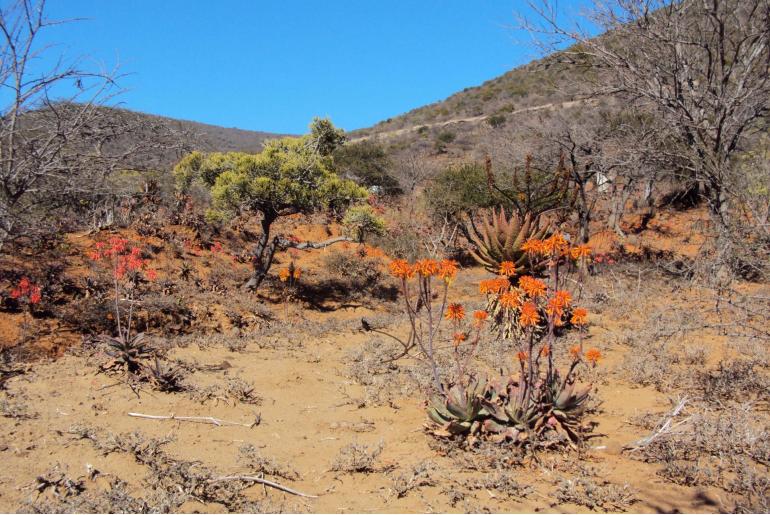 Aloe mubendiensis -18489