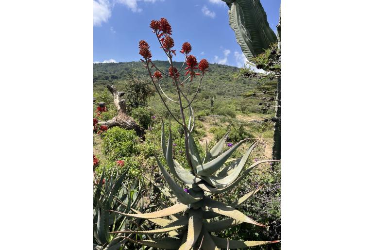 Aloe ngongensis&nbsp;18490