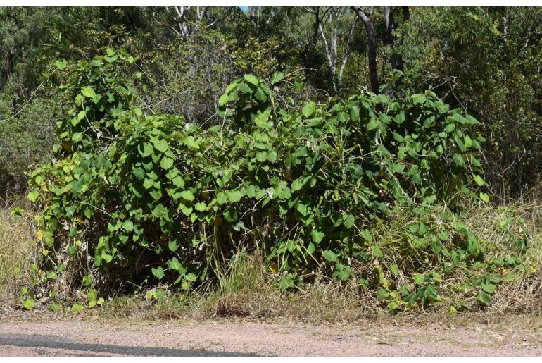 Argyreia nervosa&nbsp;18490