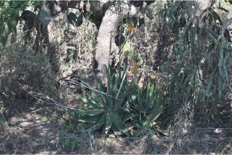 Aloe officinalis -18491