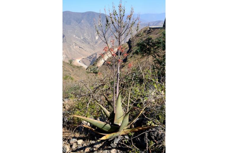 Aloe praetermissa -18492