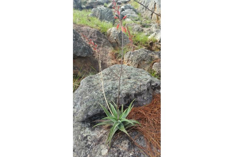 Aloe pseudoparvula -18493