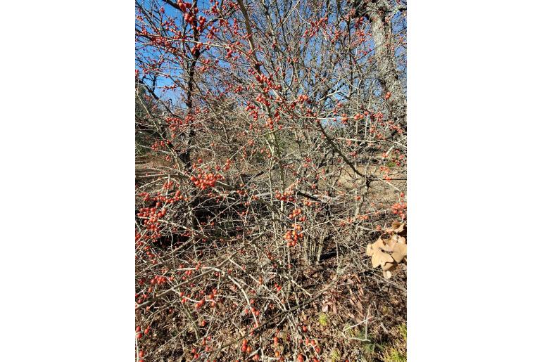 Ilex decidua&nbsp;18493