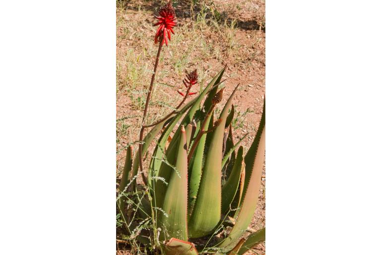 Aloe ukambensis -18496