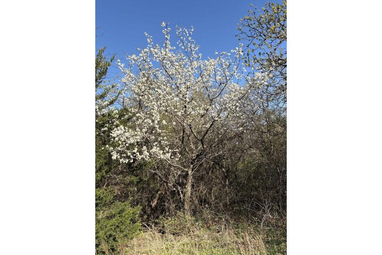 Prunus mexicana&nbsp;18497