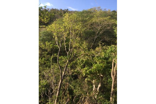 Cuachalalate