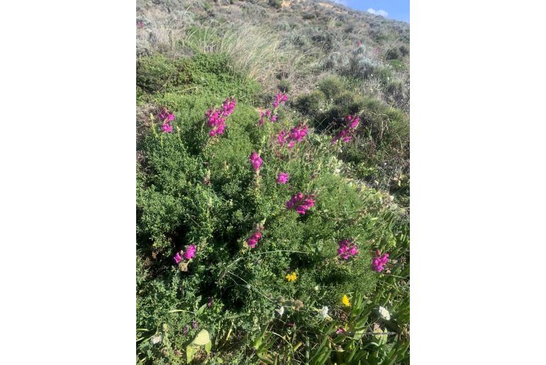 Antirrhinum cirrhigerum -18550