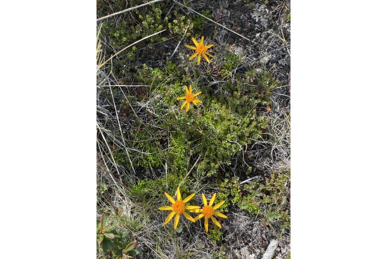 Senecio triodon -18557