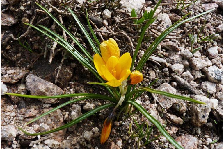 Crocus korolkowii -18567