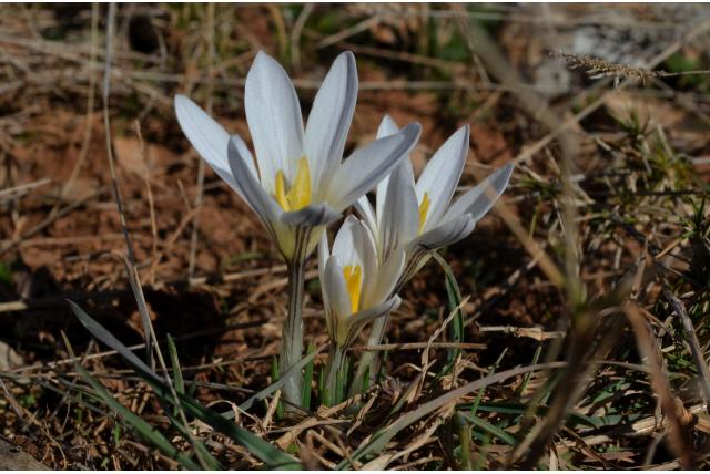 Sierra Nevada krokus