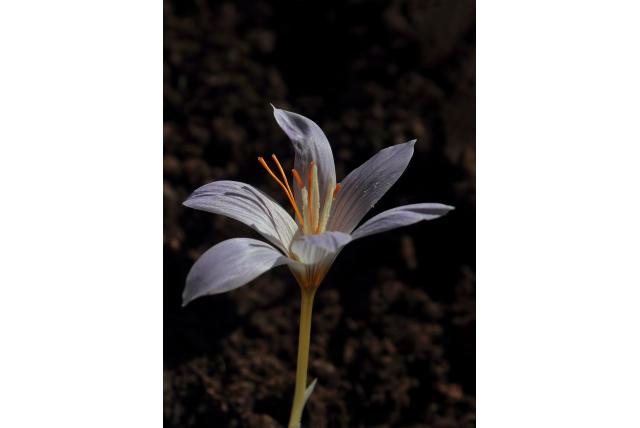 Saffraan krokus