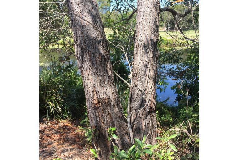 Acacia cincinnata -18572