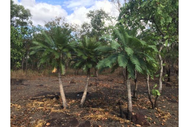 Armstrong's Cycas