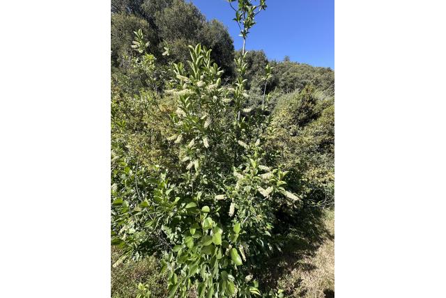 Laaggelegen pruimenboom