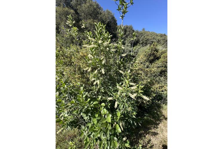 Prunus virginiana var demissa&nbsp;18595