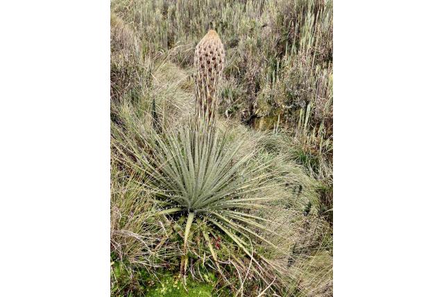 Hercules knuppel puya