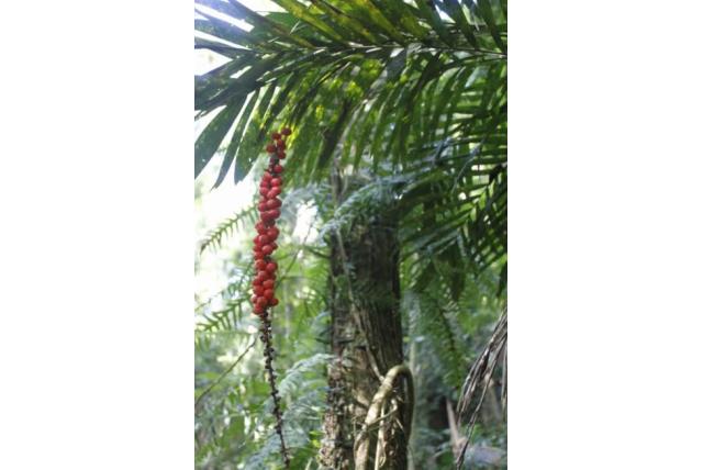 Eenpuntige linospadix