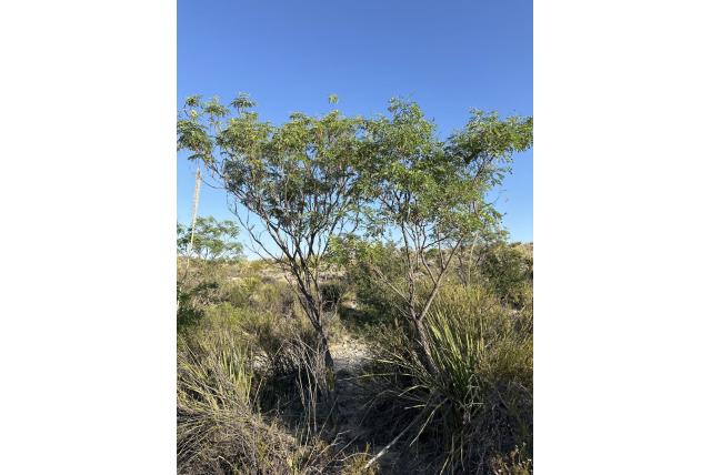 Afgeronde en getande punt Leucaena Afgeronde en getande punt Leucaena