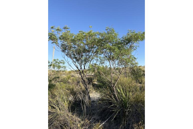 Leucaena retusa&nbsp;18619
