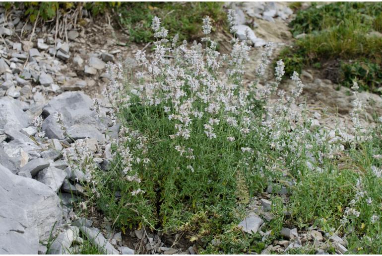 Nepeta nepetella 18623